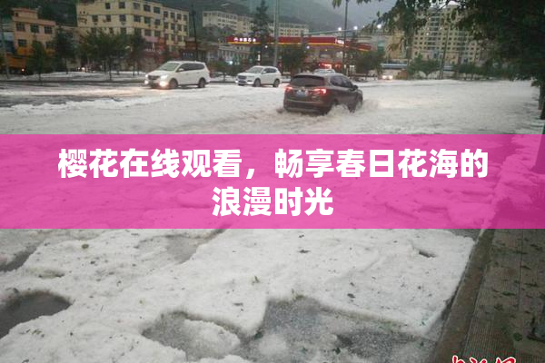 樱花在线观看，畅享春日花海的浪漫时光