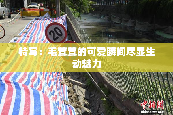 特写：毛茸茸的可爱瞬间尽显生动魅力