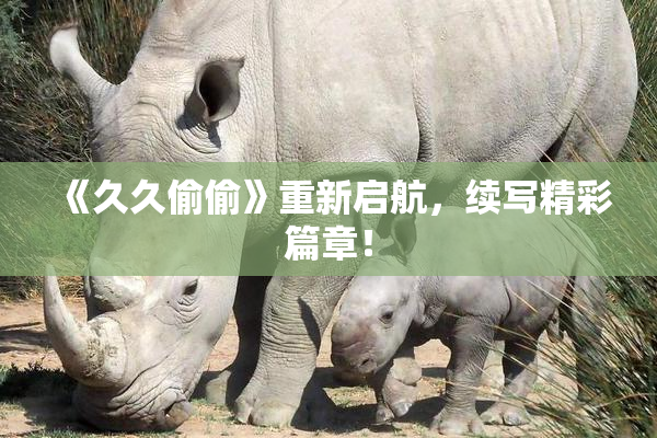 《久久偷偷》重新启航，续写精彩篇章！
