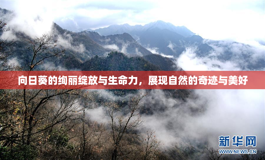 向日葵的绚丽绽放与生命力，展现自然的奇迹与美好