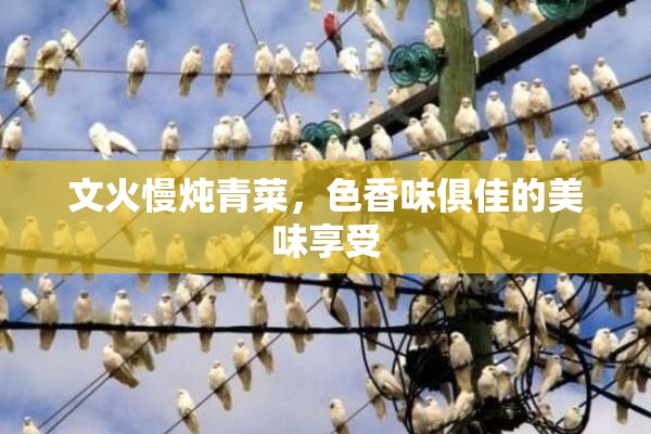 文火慢炖青菜，色香味俱佳的美味享受