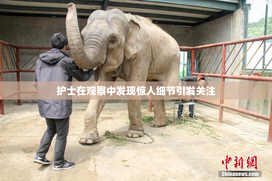 护士在观察中发现惊人细节引发关注