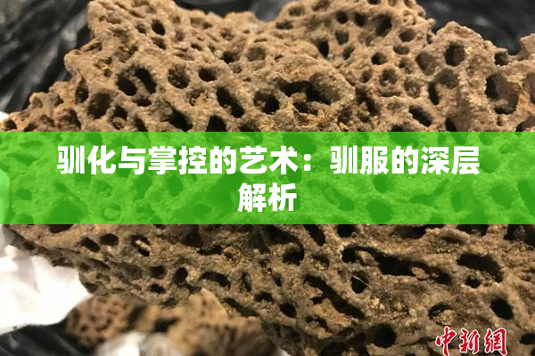 驯化与掌控的艺术：驯服的深层解析
