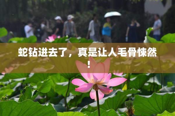蛇钻进去了，真是让人毛骨悚然！