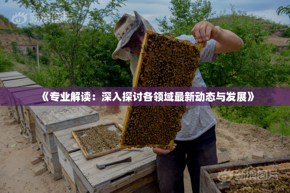 《专业解读：深入探讨各领域最新动态与发展》