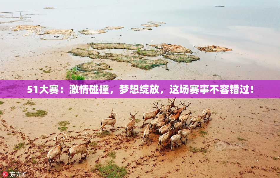 51大赛：激情碰撞，梦想绽放，这场赛事不容错过！
