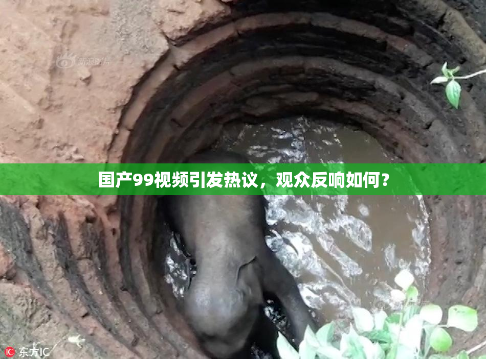 国产99视频引发热议，观众反响如何？