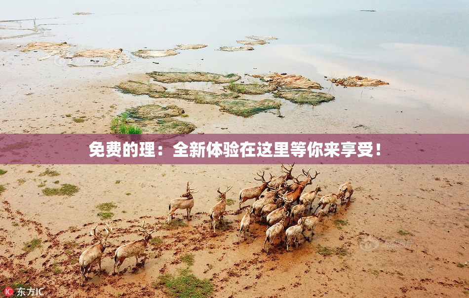 免费的理：全新体验在这里等你来享受！