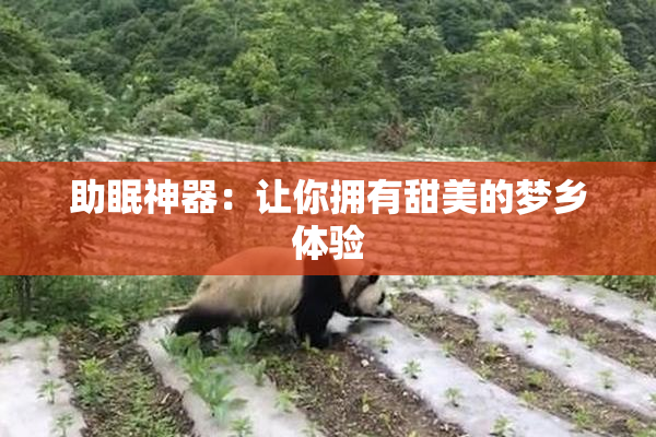 助眠神器：让你拥有甜美的梦乡体验