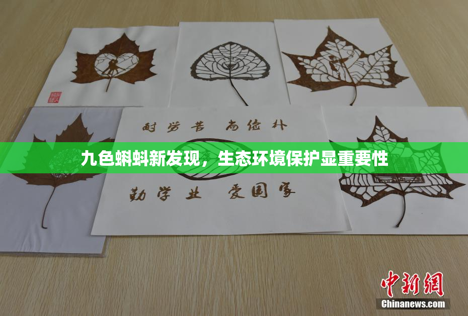 九色蝌蚪新发现，生态环境保护显重要性