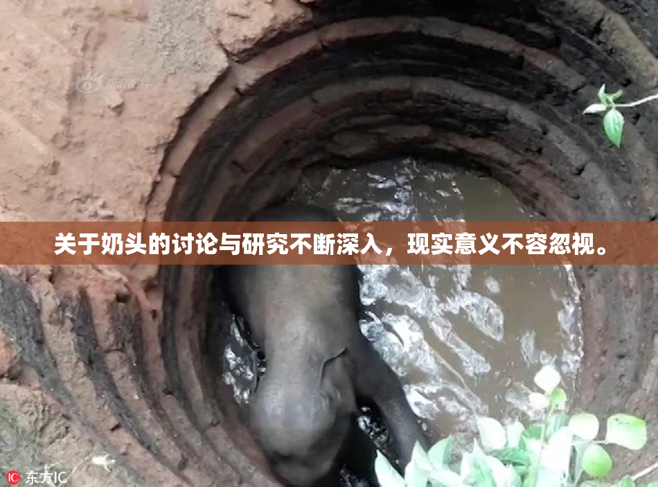 关于奶头的讨论与研究不断深入，现实意义不容忽视。
