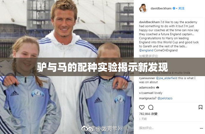 驴与马的配种实验揭示新发现