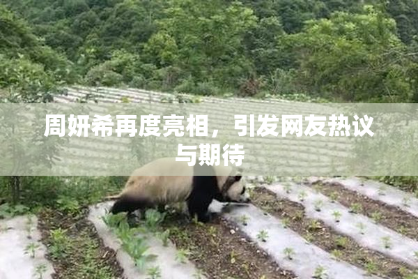 周妍希再度亮相，引发网友热议与期待