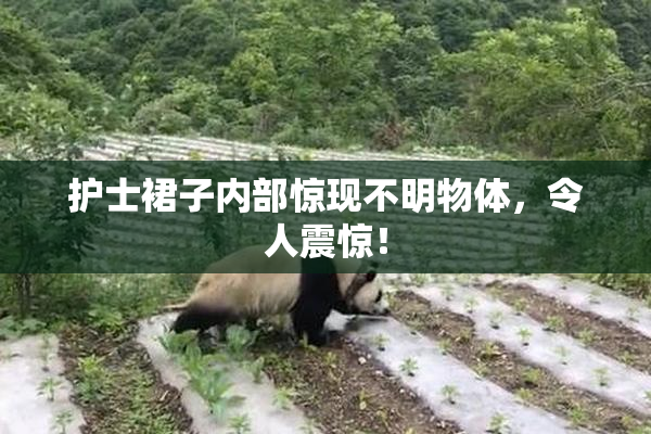 护士裙子内部惊现不明物体，令人震惊！