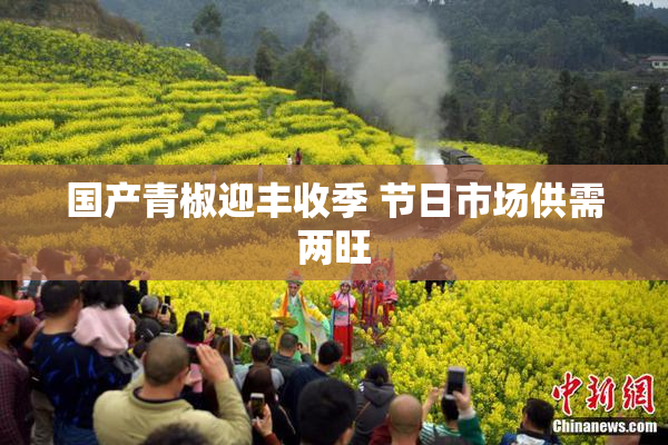 国产青椒迎丰收季 节日市场供需两旺