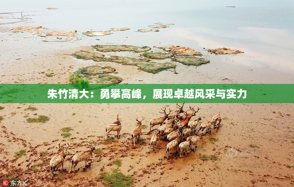 朱竹清大：勇攀高峰，展现卓越风采与实力