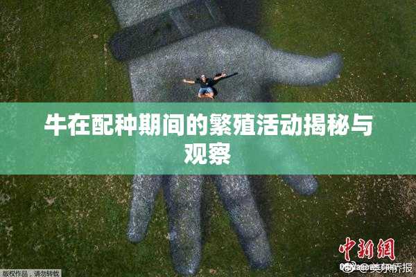 牛在配种期间的繁殖活动揭秘与观察