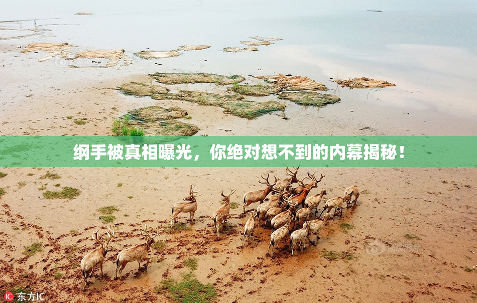 纲手被真相曝光，你绝对想不到的内幕揭秘！