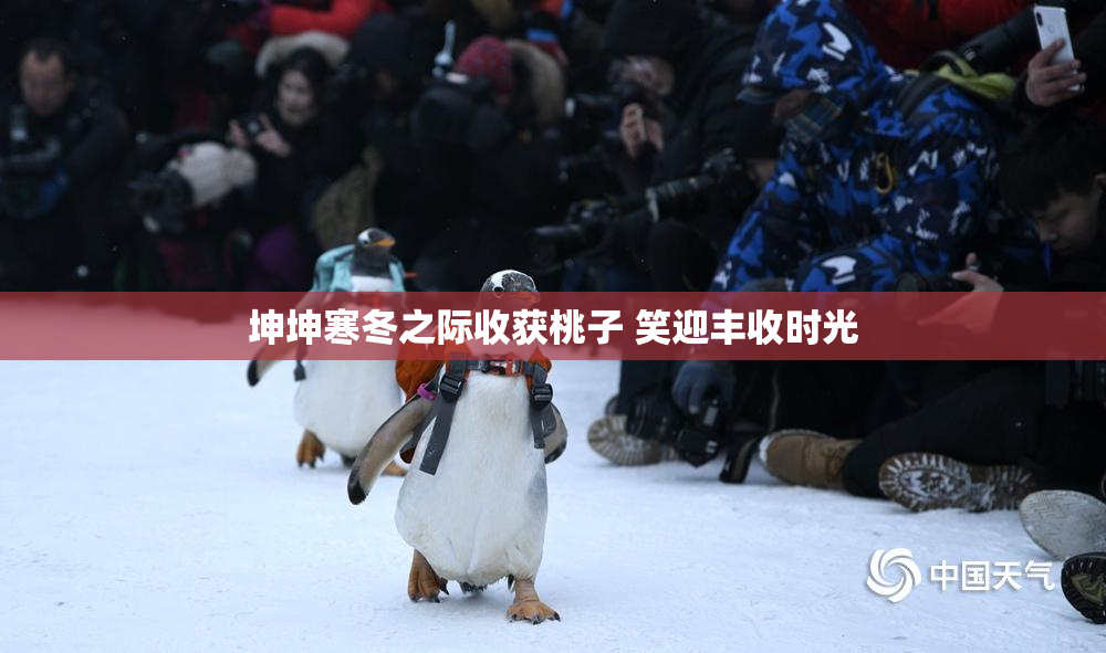 坤坤寒冬之际收获桃子 笑迎丰收时光