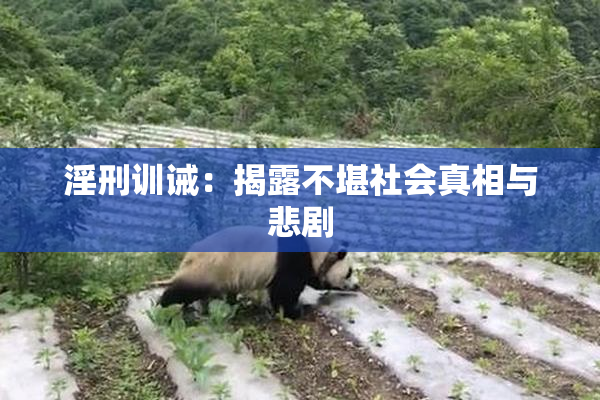 淫刑训诫：揭露不堪社会真相与悲剧