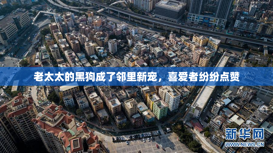 老太太的黑狗成了邻里新宠，喜爱者纷纷点赞