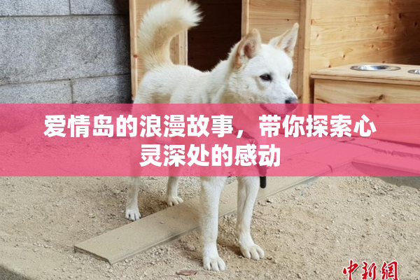 爱情岛的浪漫故事，带你探索心灵深处的感动