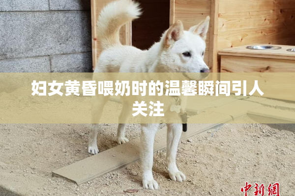 妇女黄昏喂奶时的温馨瞬间引人关注