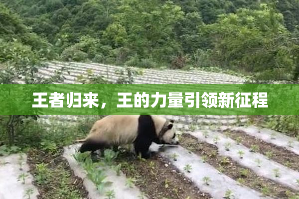 王者归来，王的力量引领新征程