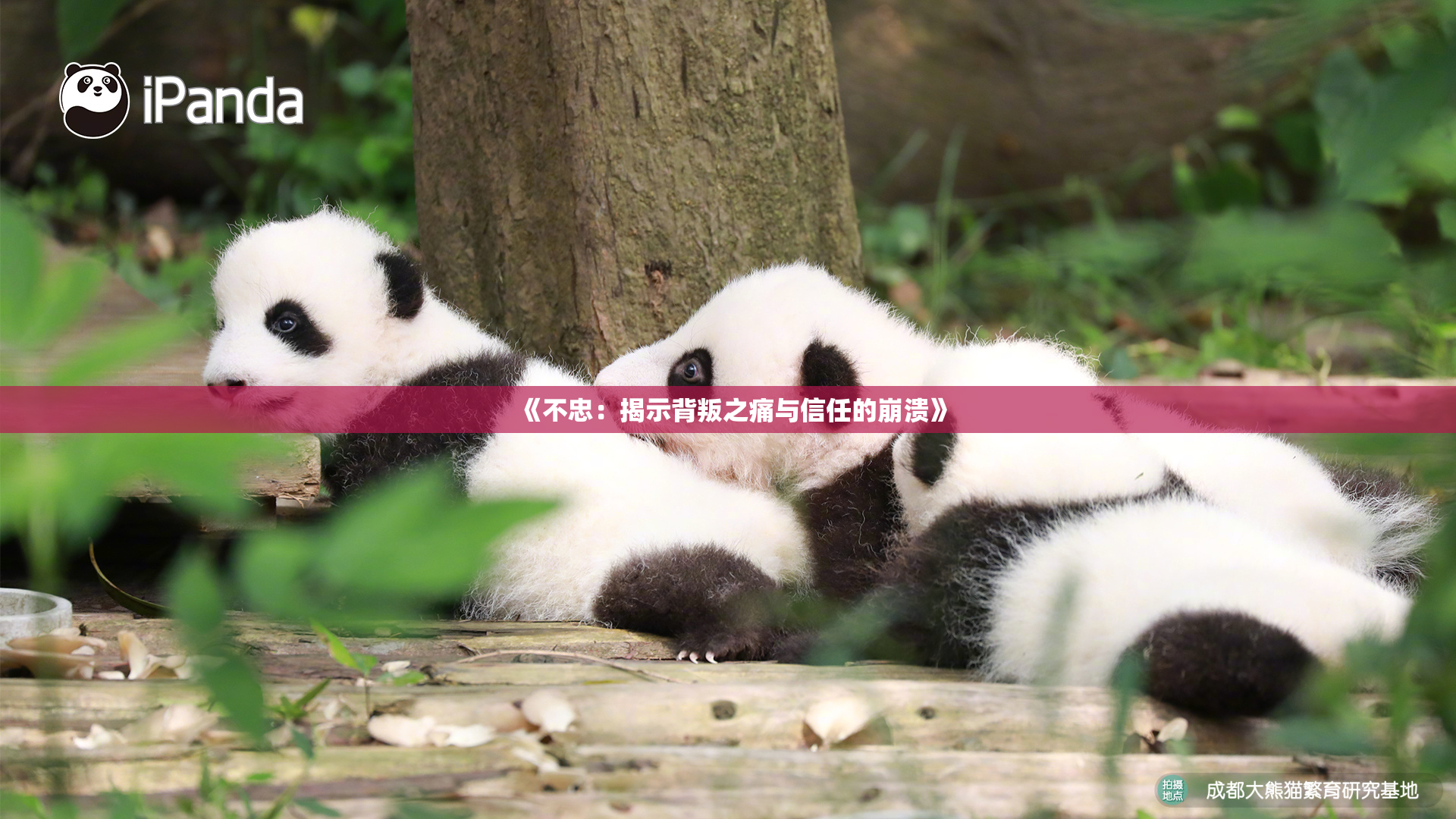 《不忠：揭示背叛之痛与信任的崩溃》