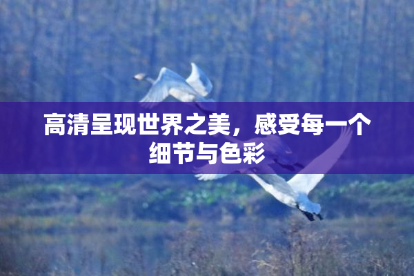 高清呈现世界之美，感受每一个细节与色彩