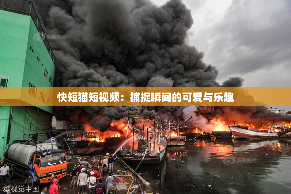 快短猫短视频：捕捉瞬间的可爱与乐趣