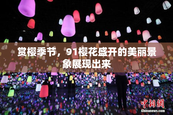 赏樱季节，91樱花盛开的美丽景象展现出来
