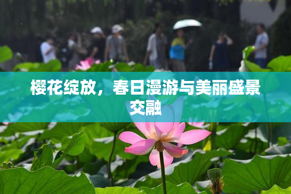 樱花绽放，春日漫游与美丽盛景交融