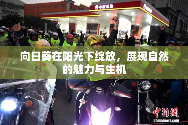 向日葵在阳光下绽放，展现自然的魅力与生机