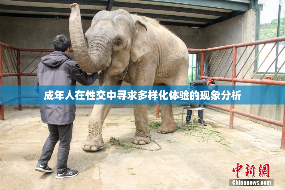 成年人在性交中寻求多样化体验的现象分析