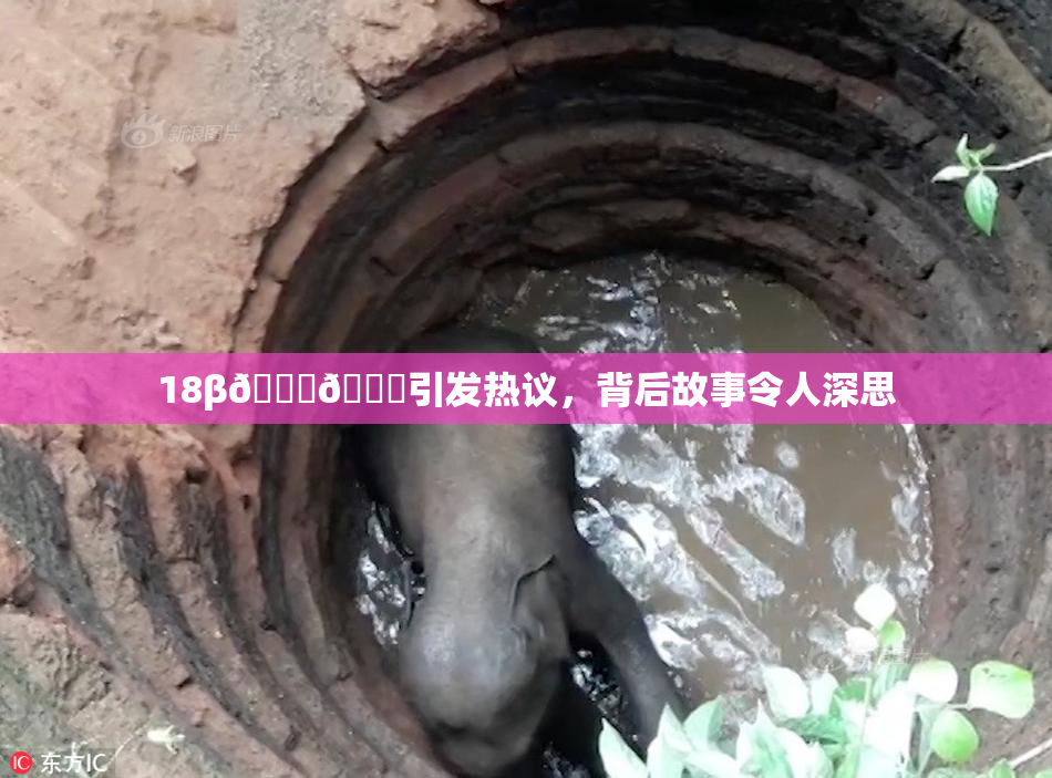 18β🍆🍑引发热议，背后故事令人深思