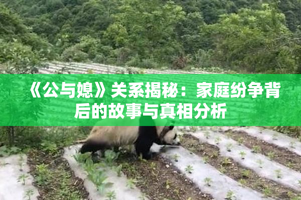 《公与媳》关系揭秘：家庭纷争背后的故事与真相分析