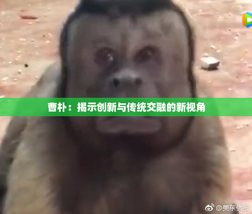 曹朴：揭示创新与传统交融的新视角