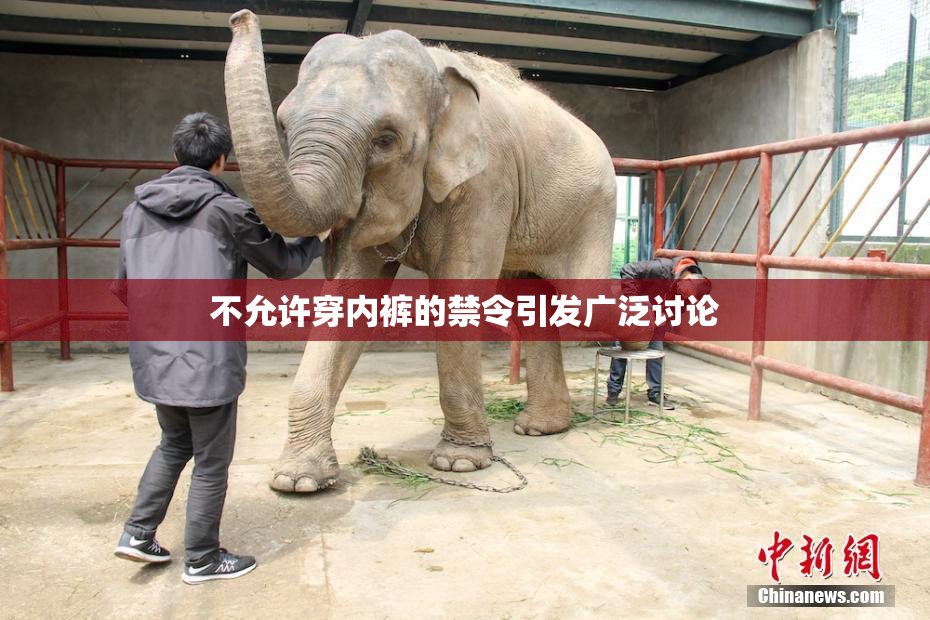 不允许穿内裤的禁令引发广泛讨论