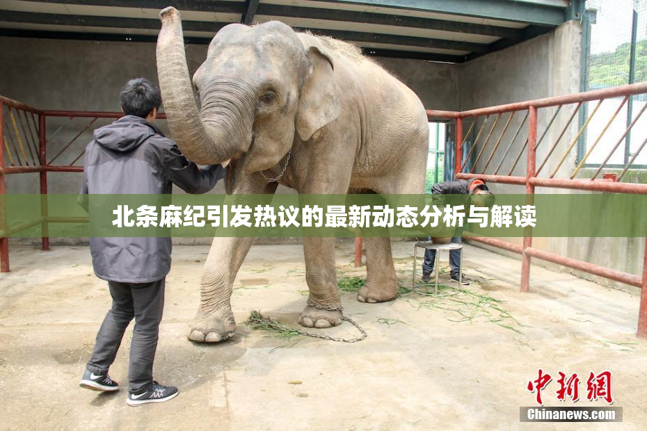 北条麻纪引发热议的最新动态分析与解读