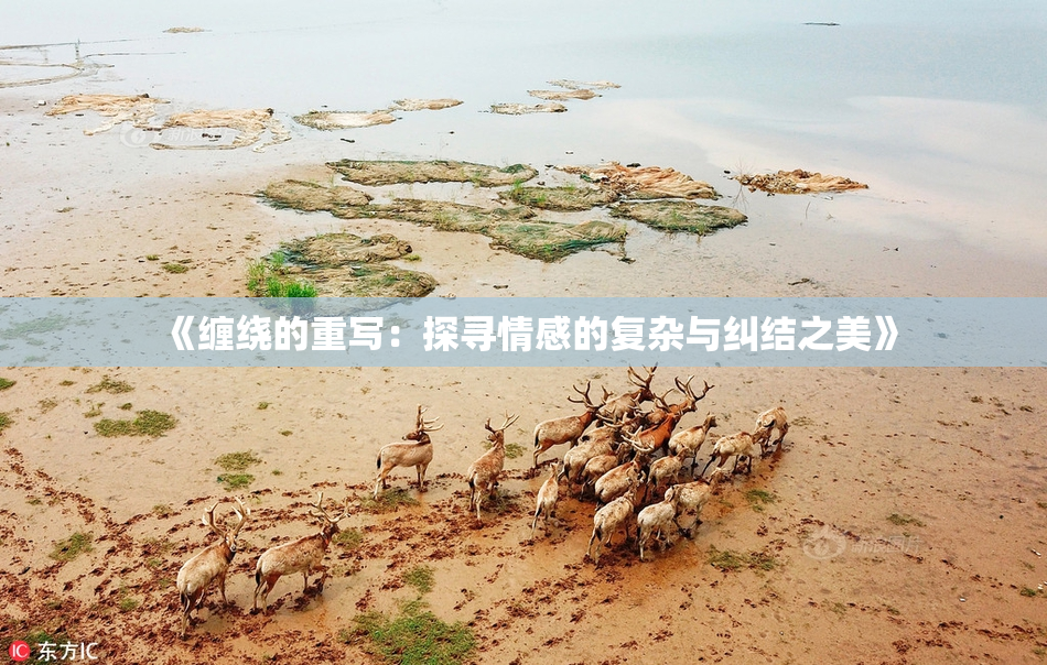 《缠绕的重写：探寻情感的复杂与纠结之美》