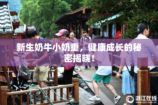 新生奶牛小奶重，健康成长的秘密揭晓！
