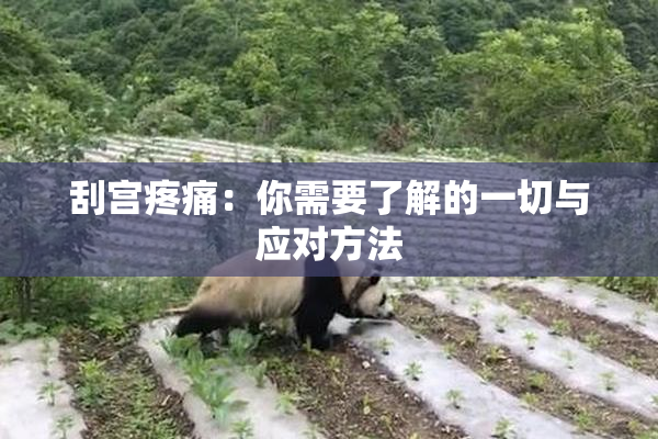 刮宫疼痛：你需要了解的一切与应对方法