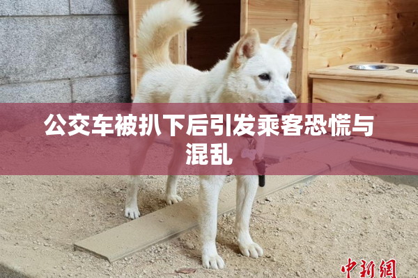 公交车被扒下后引发乘客恐慌与混乱