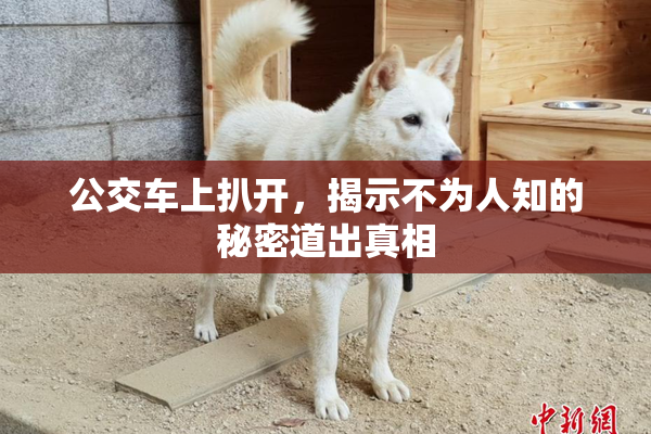 公交车上扒开，揭示不为人知的秘密道出真相