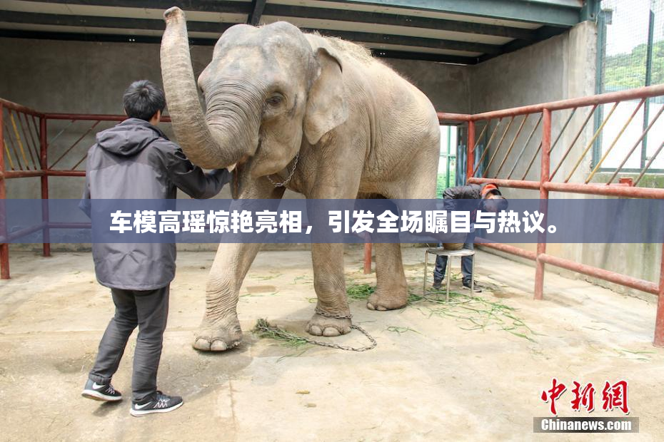 车模高瑶惊艳亮相，引发全场瞩目与热议。