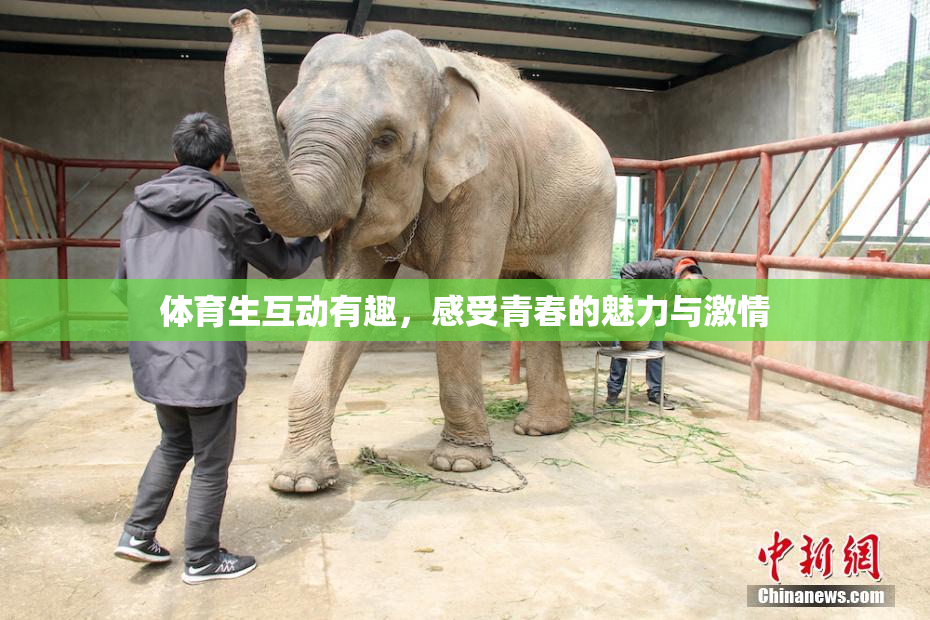 体育生互动有趣，感受青春的魅力与激情