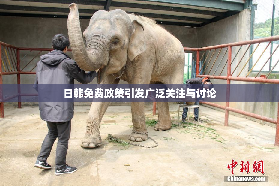 日韩免费政策引发广泛关注与讨论