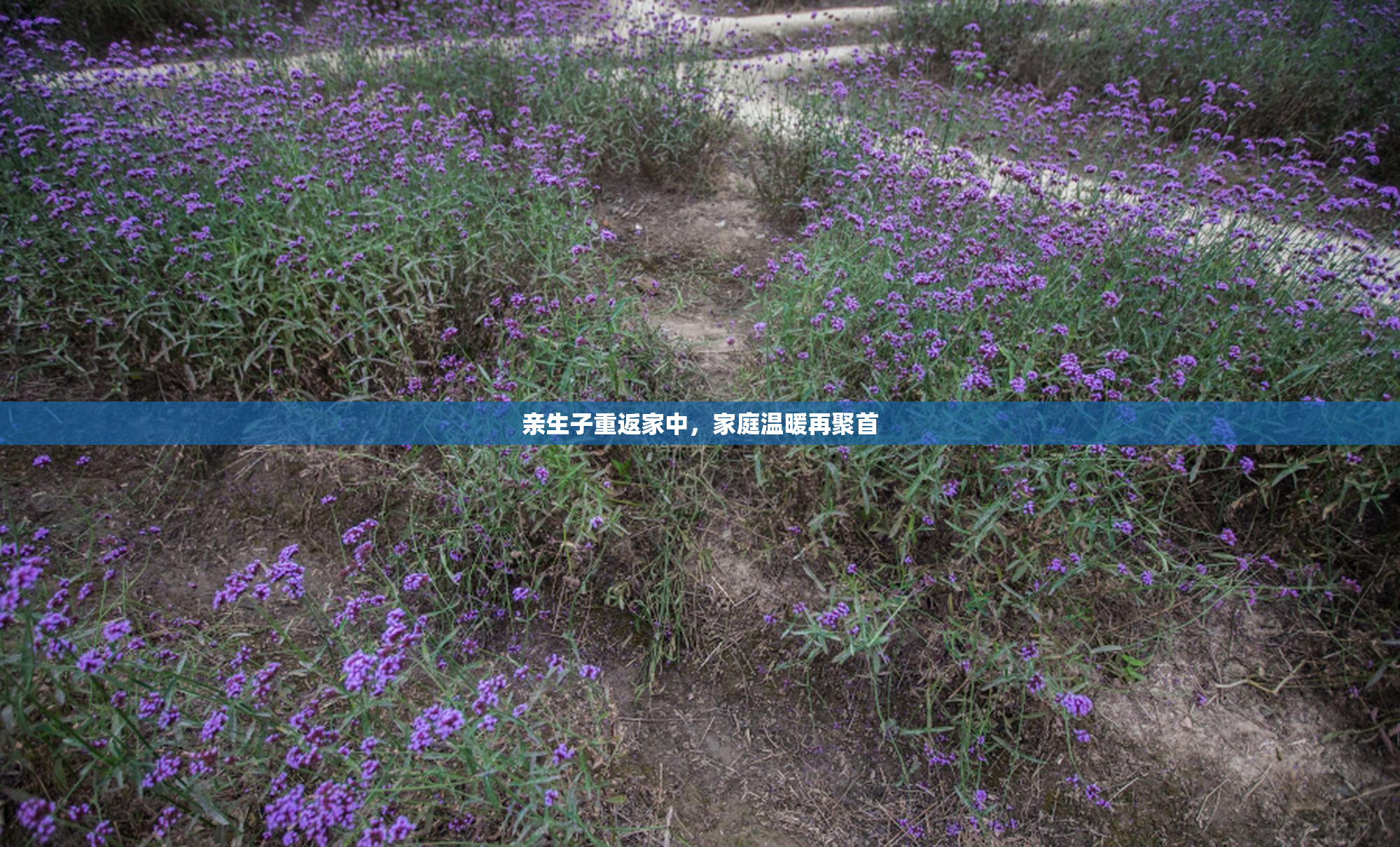 亲生子重返家中，家庭温暖再聚首