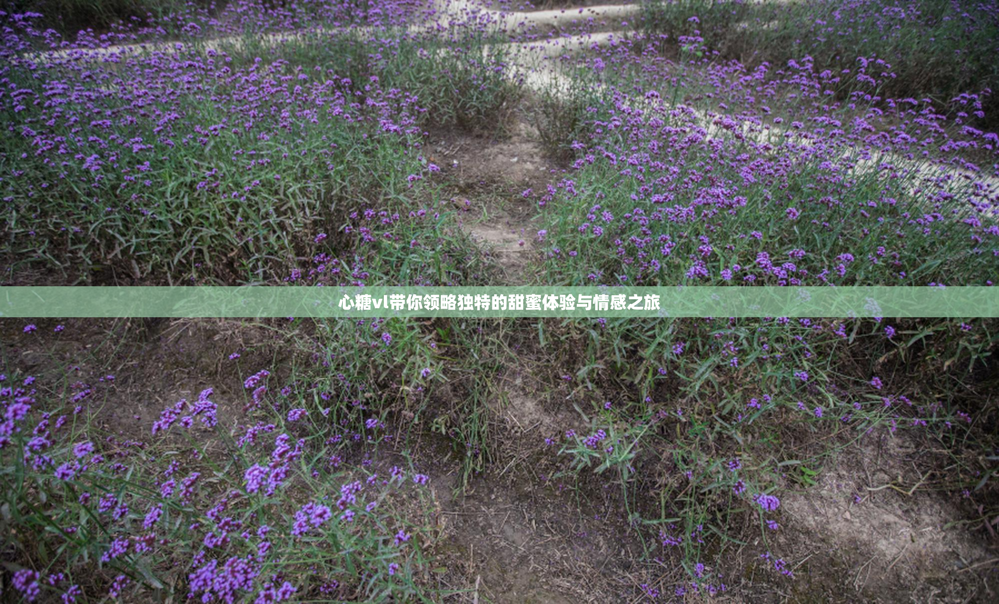 心糖vl带你领略独特的甜蜜体验与情感之旅